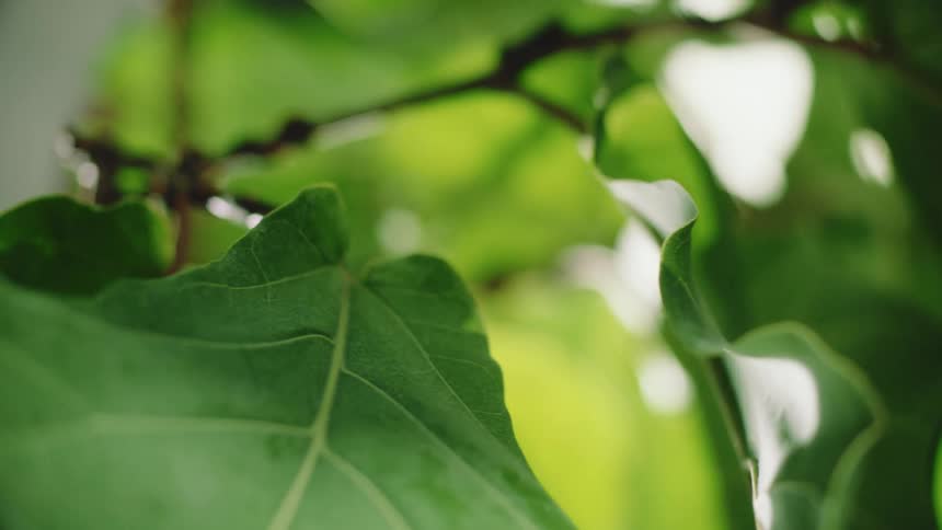 Large green leaves grow off a thin branch on a plant