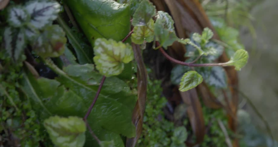 A part of a stone structure is in a field with vines and plants growing over it