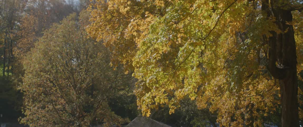 Autumn public park with brown trees