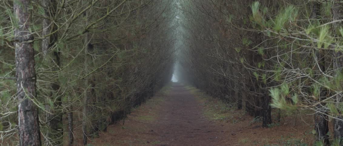A trail in a forest of trees