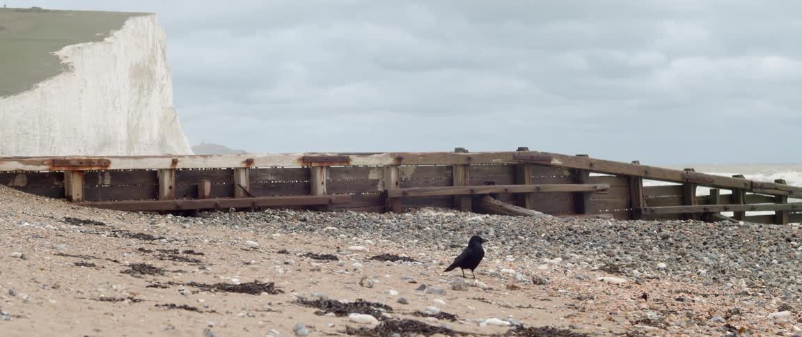 A bird walking on a beach