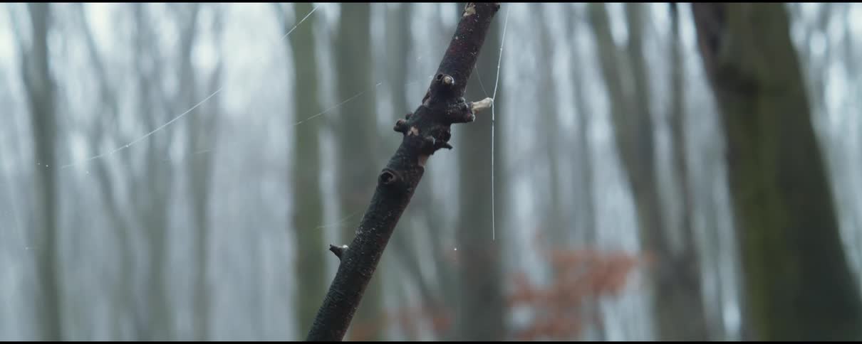 Spiderweb clings to small branch in forest of leafless trees
