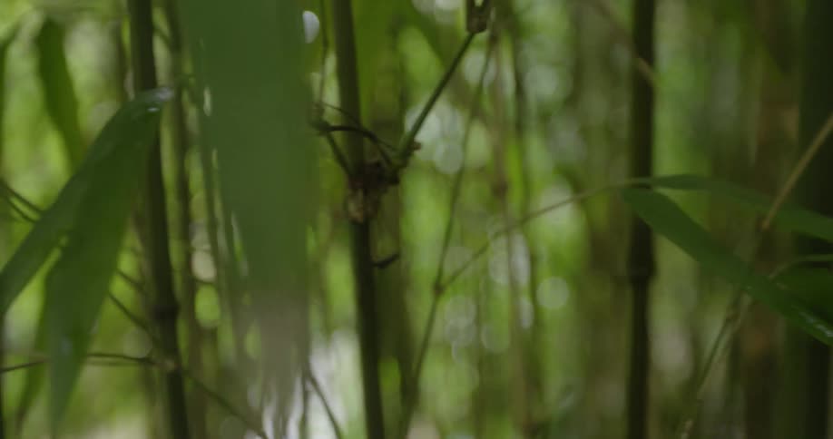 Drifting camera into many green bamboo trees