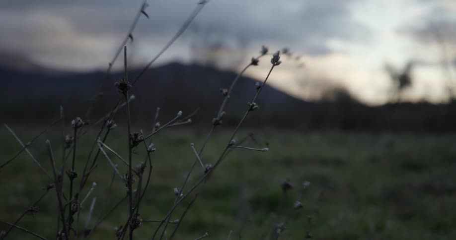 A shot of a plant in a field