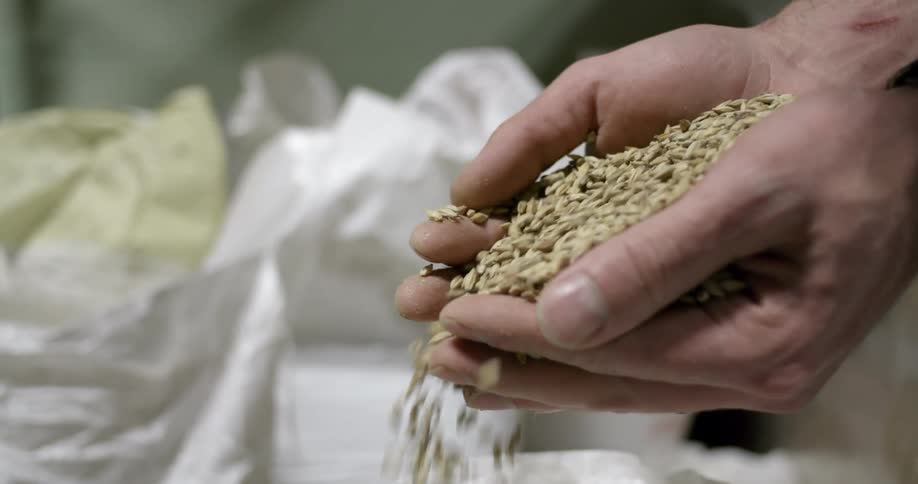 A person holding seeds in their hands