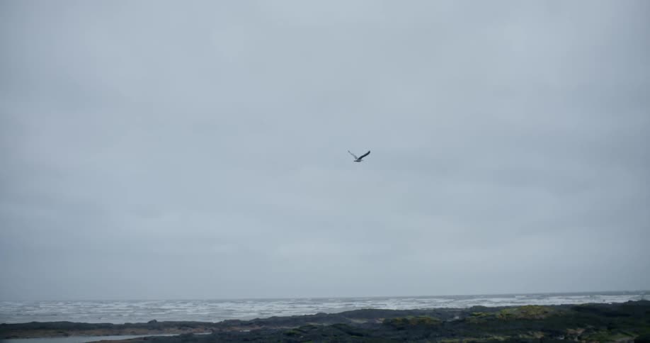 The birds fly over the beach