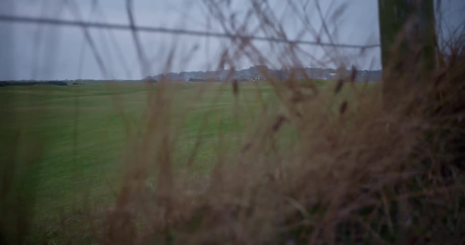 Looking through a fence with overgrown weeds