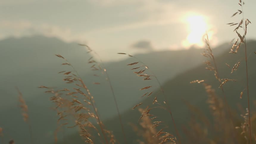 Wind blowing over dry grass in the mountains at sunset