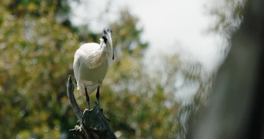 A bird with a long curved beak stands atop a branch while looking around inquisitively