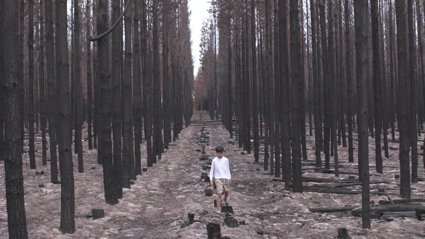 A person is walking through a forest