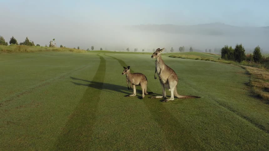 Kangaroos on a field
