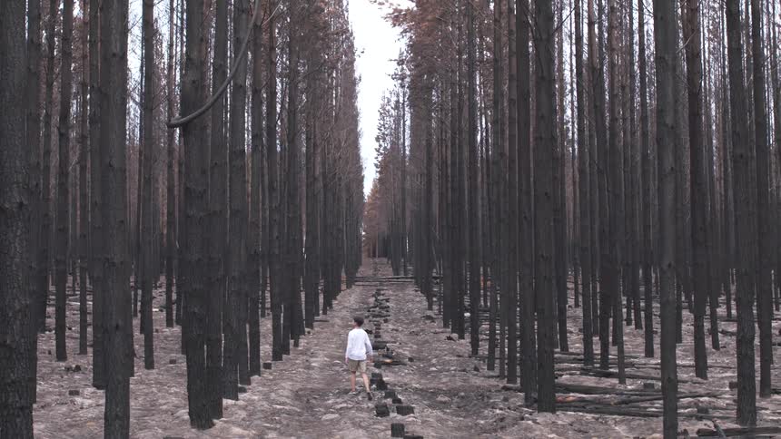 A man is walking through the woods during the day