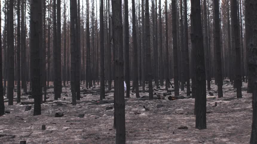 A person walking through a burnt forest