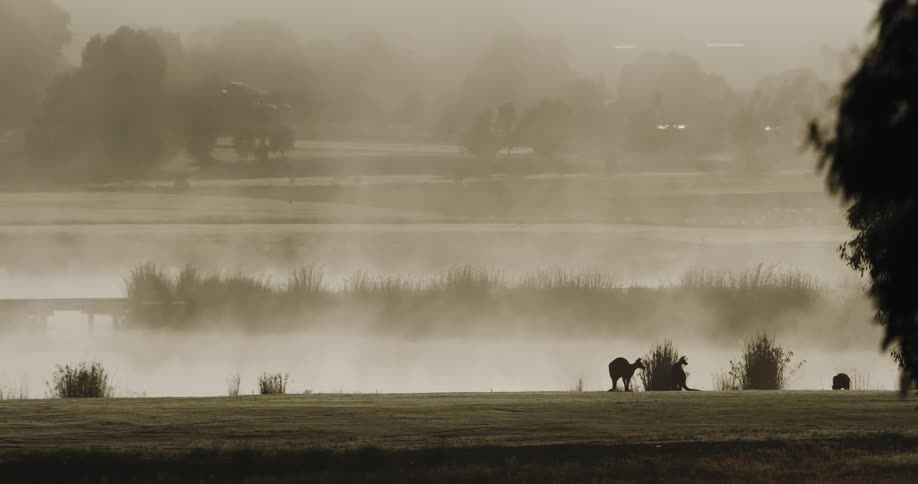 Fog and mist is covering the landscape area