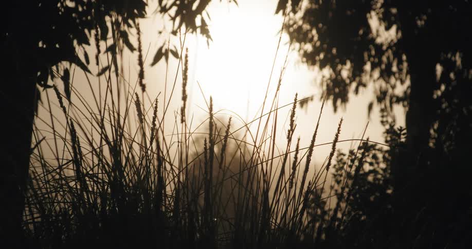 A close up of a field with trees at sunset