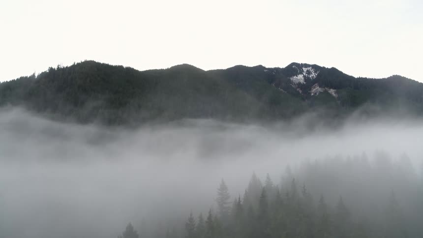 A blanket of fog is covering a green mountain forest