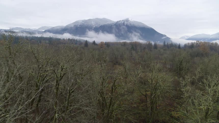 The leaves on all the trees have fallen as the chill of winter arrives to the mountain woods