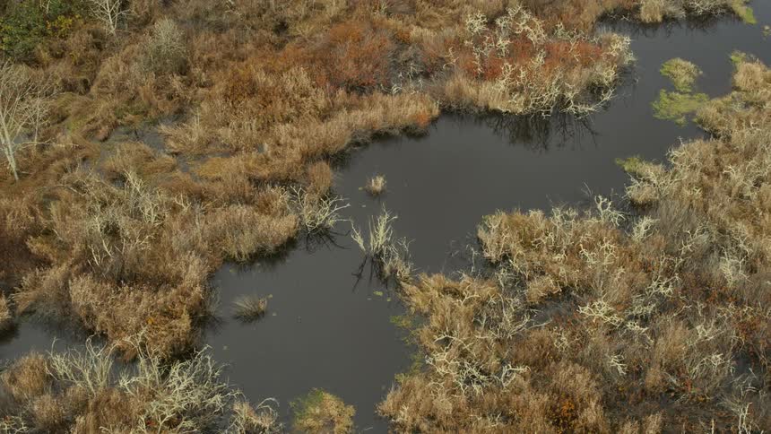 Slow pullback tilt up of a wetlands ecosystem with native marsh grasses