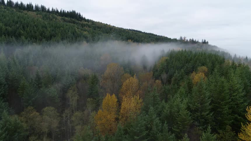 A wisp of fog drifts over the tree tops on a hillside forest