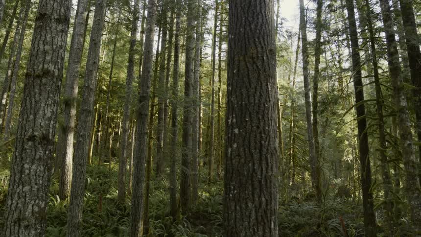 Soft sunlight filters through the trees and plants of a beautiful forest