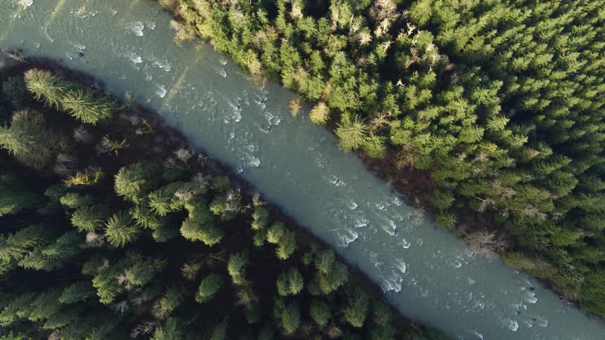 Birds eye view of a fast flowing river cutting thru sun kissed evergreen forest
