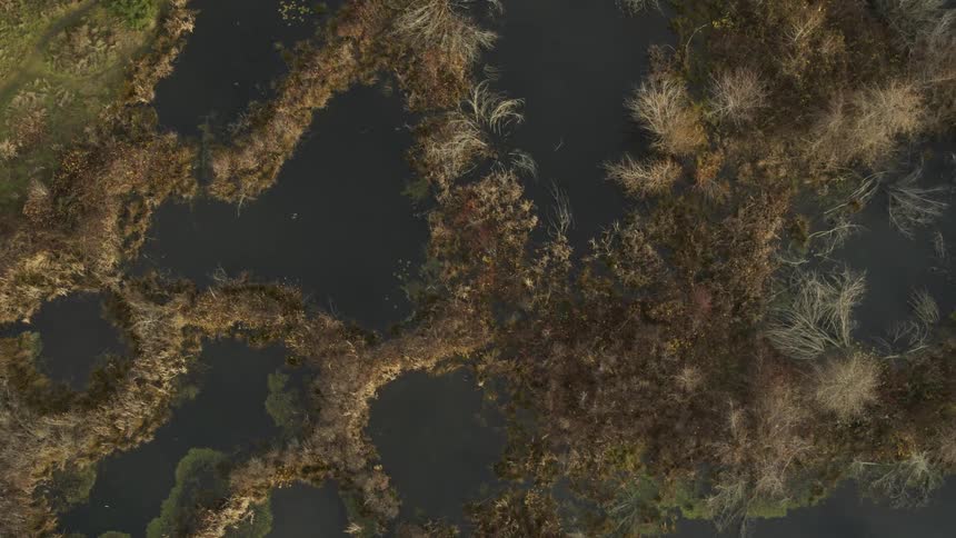 Birds eye view of calm wetland pools as ducks and geese swim and forage along the vegetation