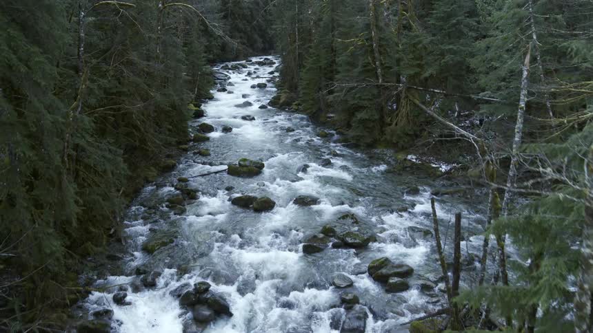 Descending along a pristine whitewater river flowing through old growth woods
