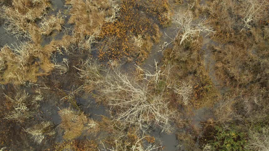 Overhead traverse of a flooded marsh dotted with bare trees shrubs and grasses