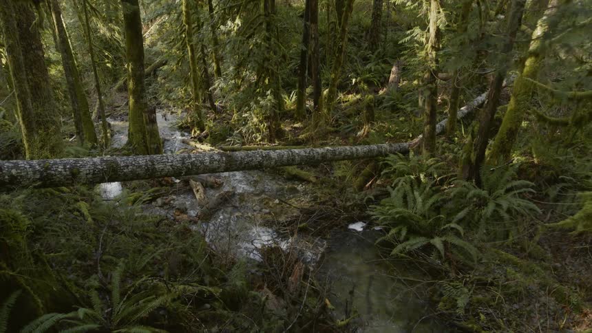 Descending along the steep gradient of an alpine forest stream