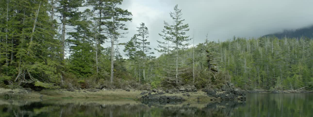Pine trees on a rock promontory on a lake near the forest in the mountain