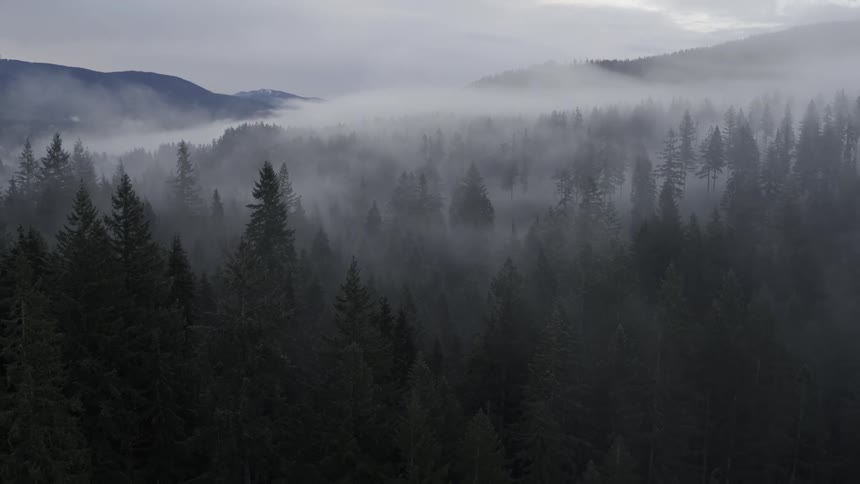 Fog and mist intertwine between the dark trees of a spooky mountain forest