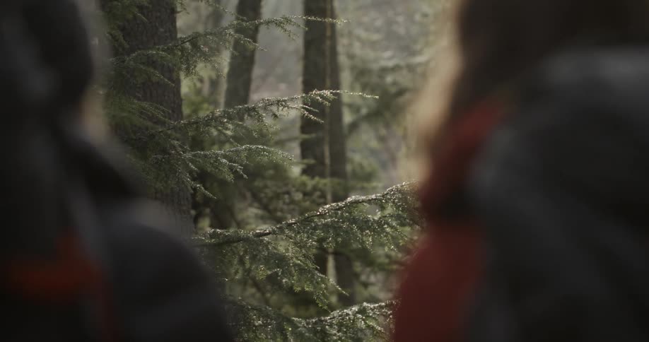 Two hikers standing in a forest