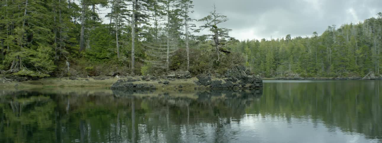 Trees are surrounded a river outdoors in spring