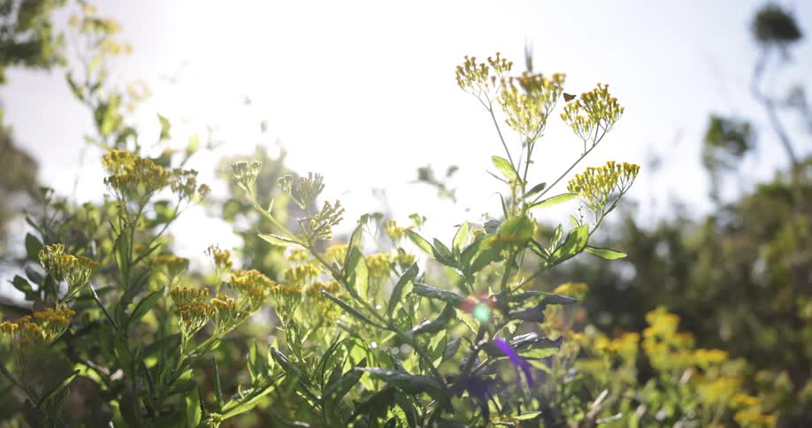 Plants with leaves and flowers with butterflies flying with the sky and clouds in the background