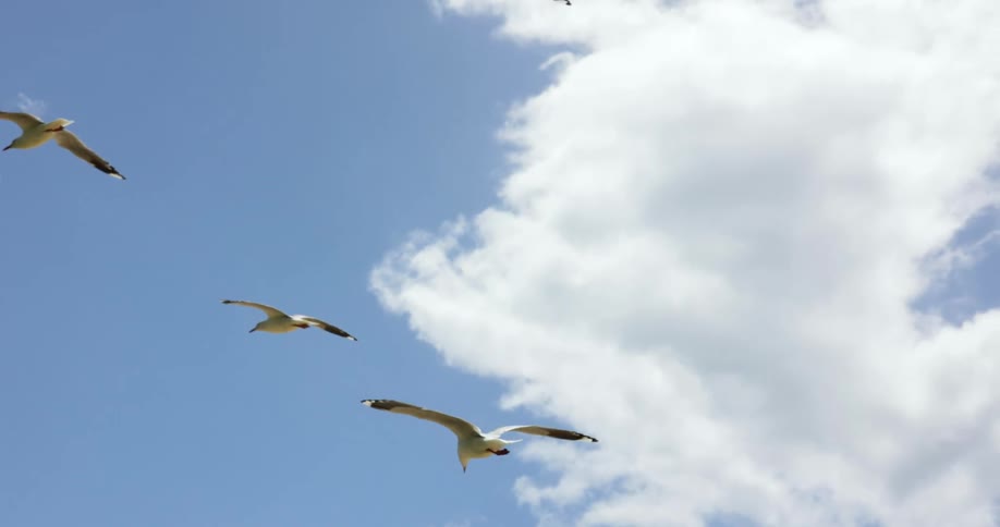 A group of seagulls flying