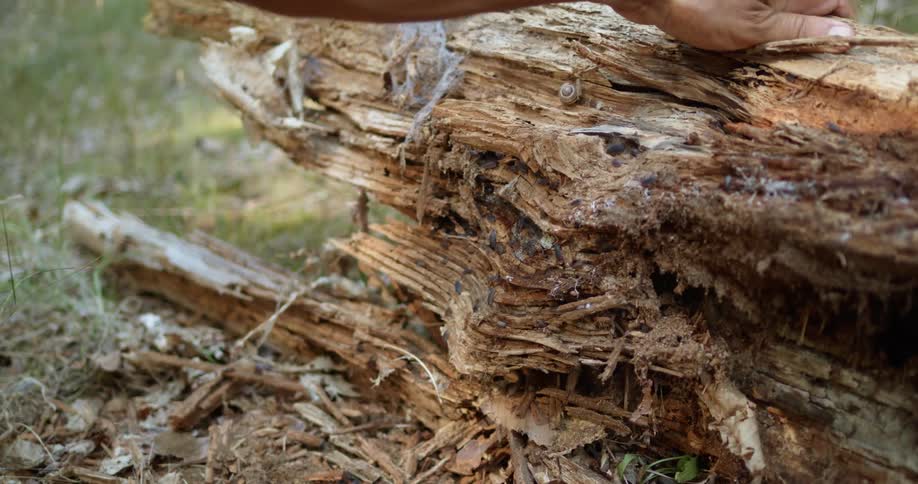 A person holds a rotten log on its side to reveal the insects crawling along its bottom