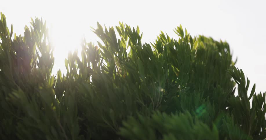 A panning shot of a bushy plant