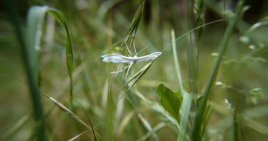 An insect on a plant with leaves