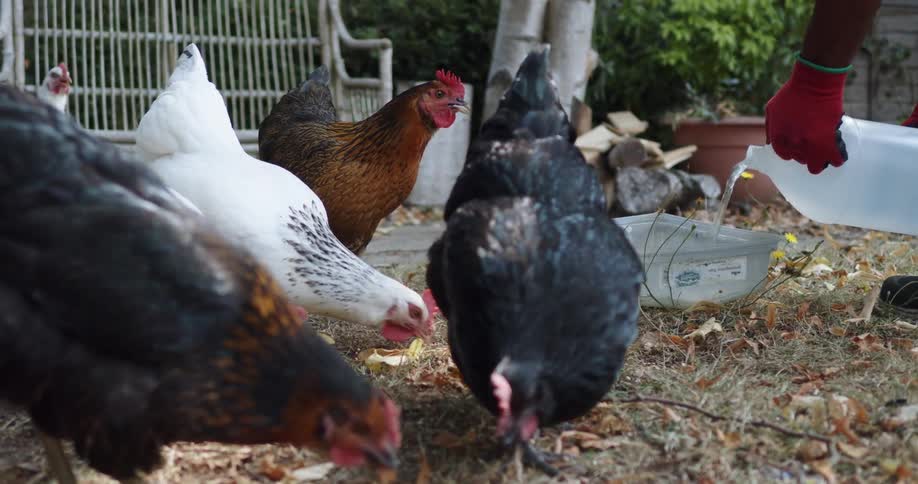 A hens are feeding as a person fills their water