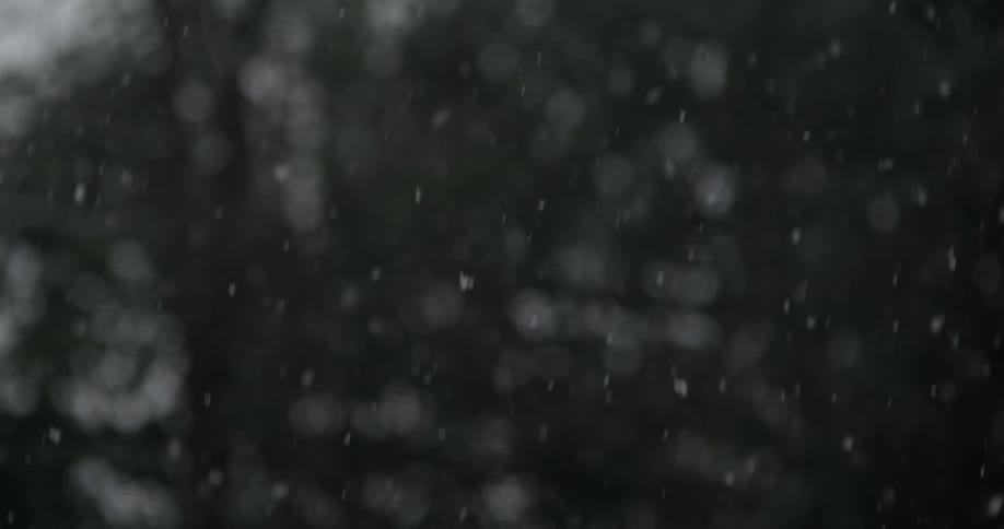 Snow falls with trees in the background