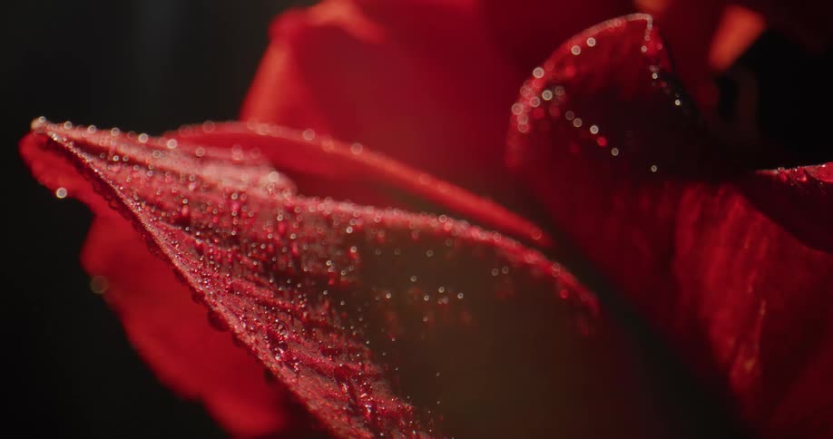 Water crystals sit on red flower petals against a black background