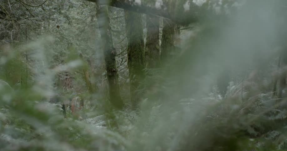 Hikers walk in the woods