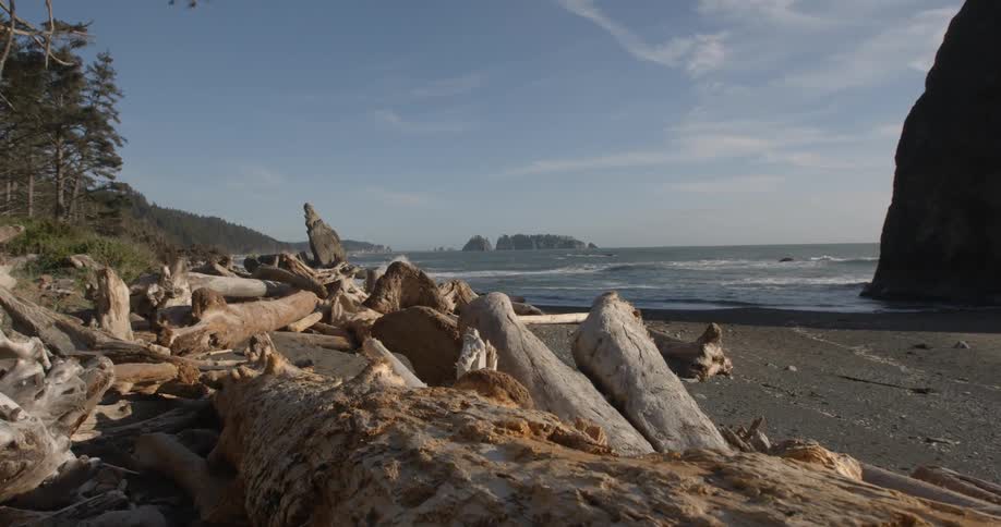 Rocks and tree trunks sit on the sand of a beach