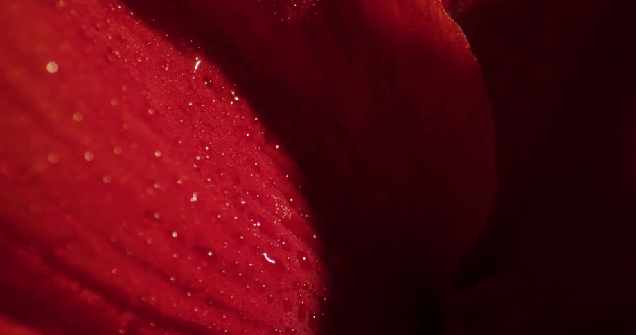 A closeup of a flower is displayed