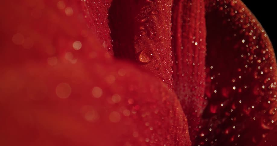 A close up of red item with droplets of water