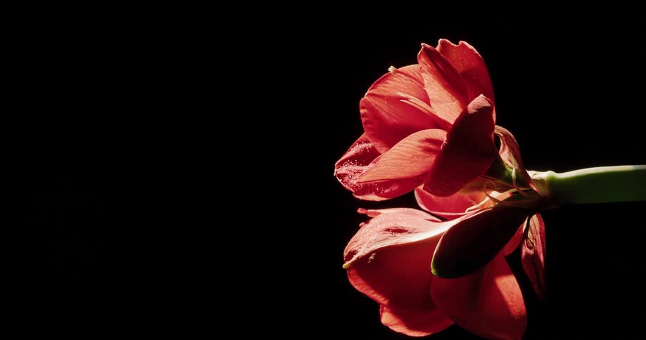A flower rotating in a dark room