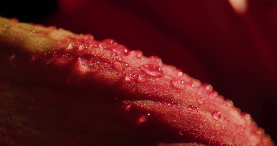 The light reflects off the wet fruit