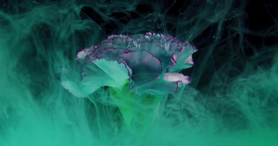 An abstract flower shape is displayed