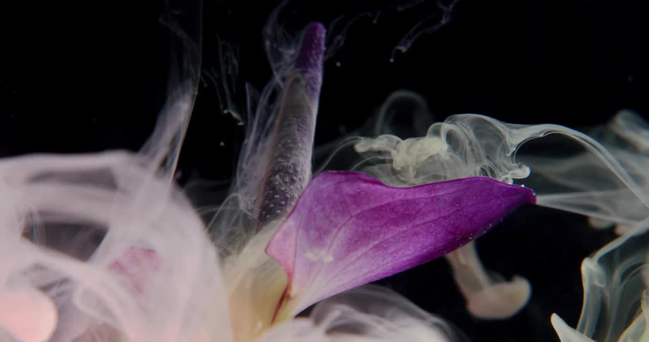 Close up of a purple flower and its petal with smoke