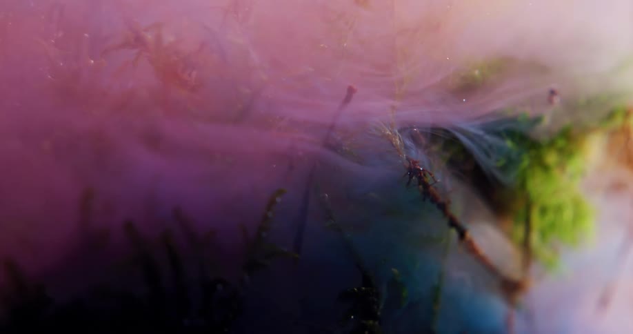 A mist of soft pink liquid ink floating over vegetable organic matter
